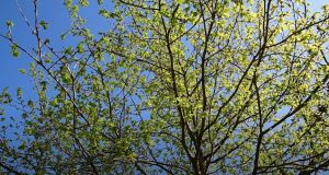 Free Relaxation and Release