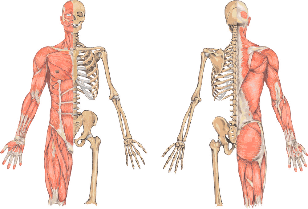 Ткань скелета человека. Скелет человека. Скелет человека для рисования мышц. Скелет человека на половину с мышцами.